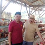 Program Ketahanan Pangan, Bumdes Bejo Desa Torongrejo Sukses Budidaya Ayam Petelur IMG_20260709_153719